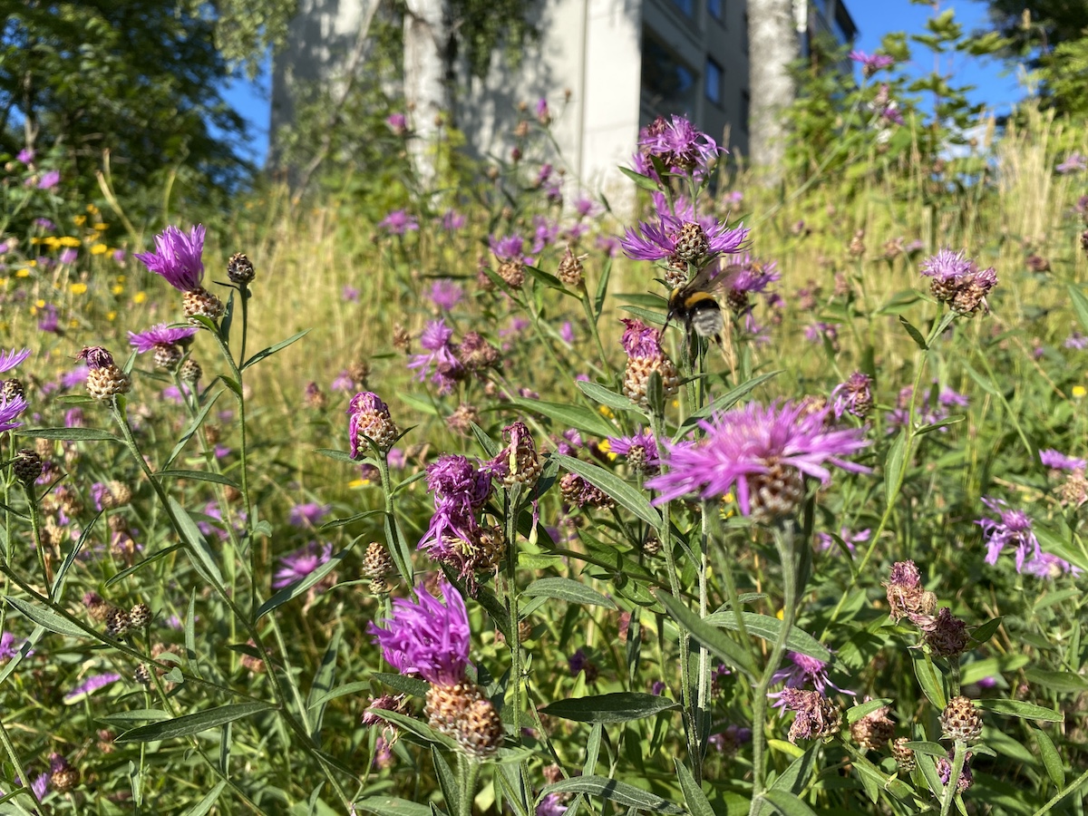 Nostetaan lautakuntien palkkioita